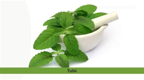 kerala tulsi videos|Tulsi: Uses, Benefits, Side Effects, and More! .